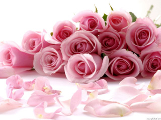 Pink roses petals scattered white - pink rose free wallpaper