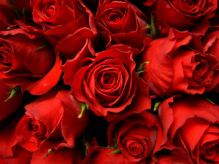Red roses bouquet arrangement flower - green stem and leaves free wallpaper