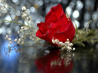 Red rose table bunch flowers - a red rose free wallpaper