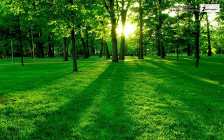 Grassy field trees swing sunshine 2 - the far side free wallpaper