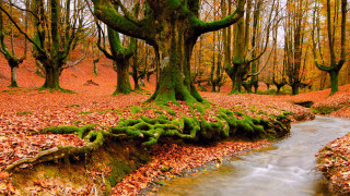 Stream forest trees leaves mossy 2 - covered ground free wallpaper