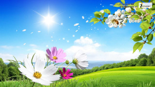 Field flowers blue sky sun - sunny day free wallpaper