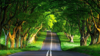 Road trees grass nature scenery 2 - tree and grass free wallpaper