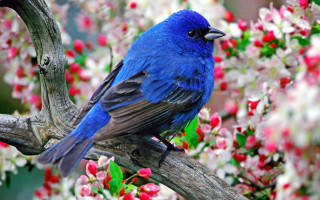 Blue bird branch red flowers 2 - a blue bird free wallpaper