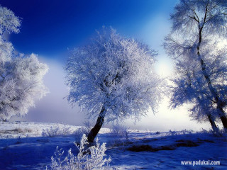 Snowy trees snowfield blue sky - arthur pan free wallpaper