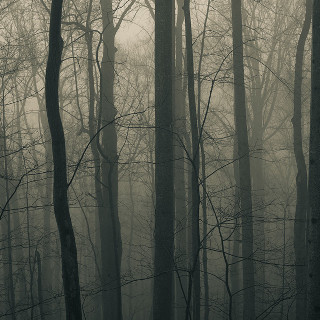 Foggy forest bare trees moon - free forest wallpaper for tablet