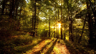 Sunlit path woods trees leaves - forest free wallpaper for desktop