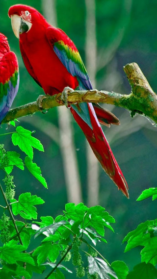 Red green parrots branch tree 3 - fauvism free wallpaper for mobile