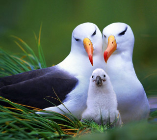 Birds grass standing beaks open - bascove free wallpaper for tablet