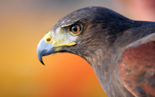 Bird of prey closeup blurry 4 - prey free wallpaper