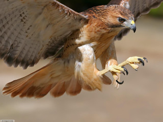 Bird of prey wings spread 3 - a large beak free wallpaper