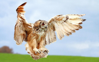Bird prey flying wings open - flemish free wallpaper
