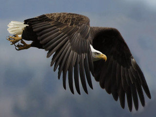 Bald eagle flying talons extended - americo makk free wallpaper