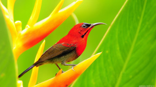 Red bird yellow flower green 2 - a green background behind free wallpaper
