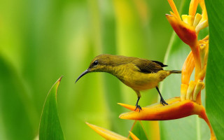 Small bird perched flower yellow - a small bird free wallpaper