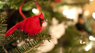 Red bird green tree branch - ornamental free wallpaper