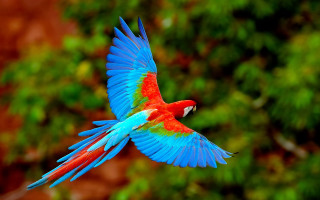 Colorful bird flying through air - a green background free wallpaper