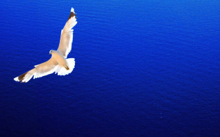 Bird flying ocean wings spread - wing free wallpaper