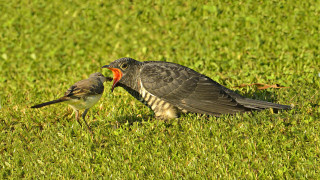 Birds standing lush green field - a field free wallpaper