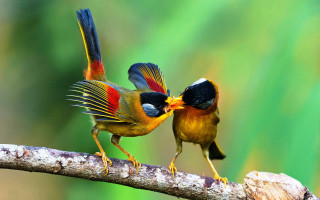 Two birds branch beaks touching - their beak free wallpaper