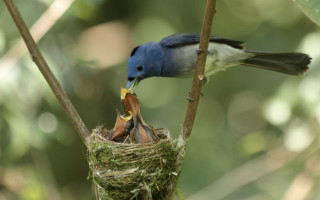 Bird eating nest tree branch - photograph free wallpaper
