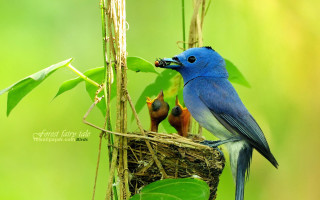 Blue bird feeding young nest 2 - tropical free wallpaper