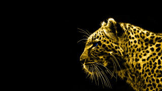 Leopard dark yellow light face - its face free wallpaper