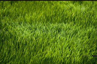 Scissors grass field green blurry - blurry free wallpaper