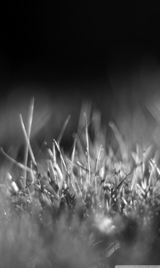 Black white grass blades macro - a macro photograph free wallpaper for mobile