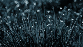 Grass water droplets macro rain - leaf and grass free wallpaper