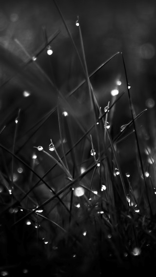 Black white grass dew drops - free light wallpaper for mobile