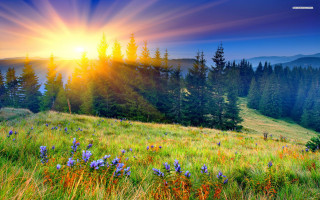 Field flowers trees sunset sun - flower and trees free wallpaper