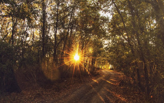 Dirt road trees leaves sunlight - a dirt road free wallpaper