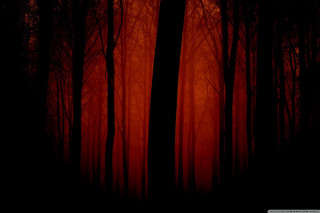Dark forest red light trees - red light free wallpaper