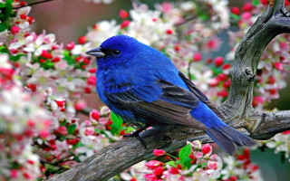 Blue bird branch flower ecological 2 - charles bird king free wallpaper