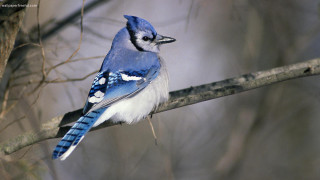 Blue jay perched branch tree - a branch in a tree free wallpaper