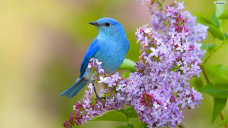 Blue bird purple flower green - a blue bird free wallpaper