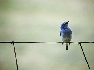 Small bird wire fence blurry - alison watt free wallpaper