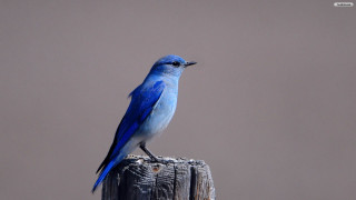 Blue bird wooden post gray - a wooden post free wallpaper