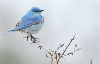 Blue bird tree branch sky - top of a tree branch free wallpaper