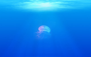 Jellyfish swimming ocean bright blue - a light shining free wallpaper