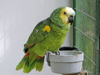 Green yellow parrot perched birdfeeder - quito school free wallpaper
