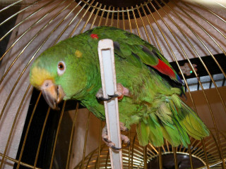 Green parrot cage bird feeder - caged free wallpaper