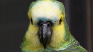 Parrot yellow green feathers black - upper body free wallpaper