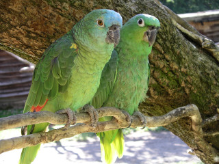 Two green parrots sitting on 2 - the other looking free wallpaper for desktop