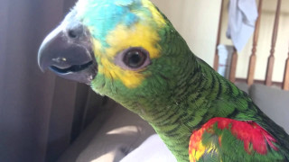 Parrot rococo overhead blurry realistic - head and neck free wallpaper