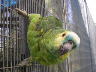 Green parrot caged perch looking - caged free wallpaper