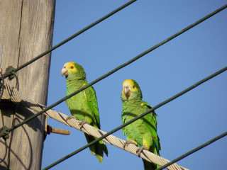 Two green parrots wire fence - cable wire free wallpaper