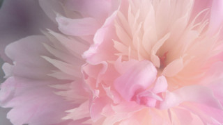 Pink flower closeup blurry background 17 - soft color free wallpaper