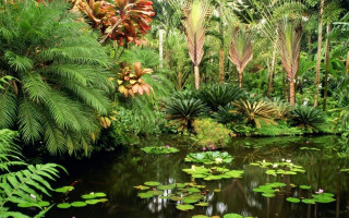 Pond green plants trees forest - lot free wallpaper